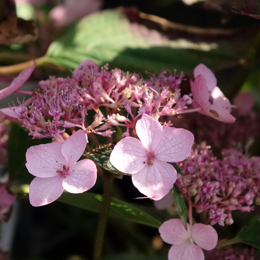Safiirihortensia Koreana