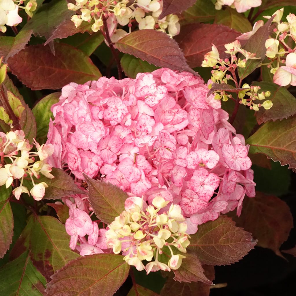 Safiirihortensia Precioza