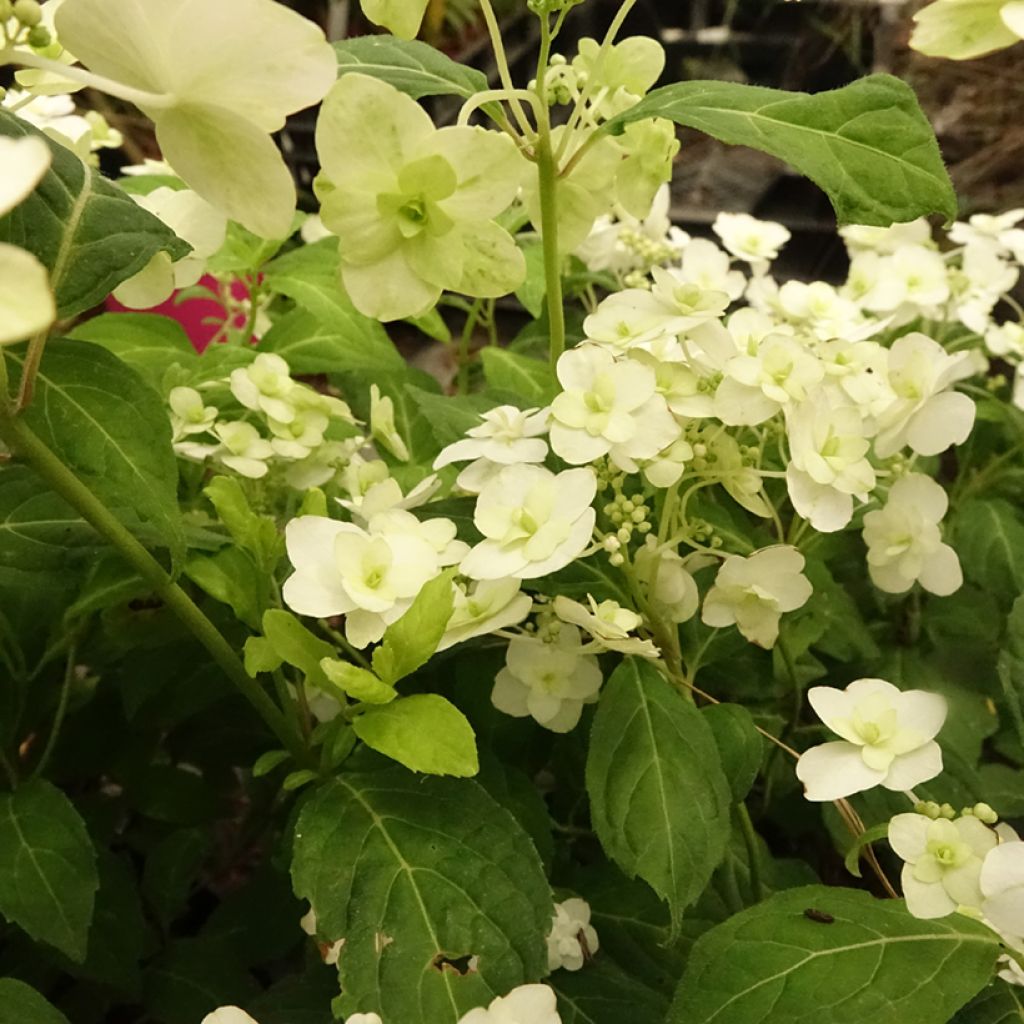 Safiirihortensia White on White