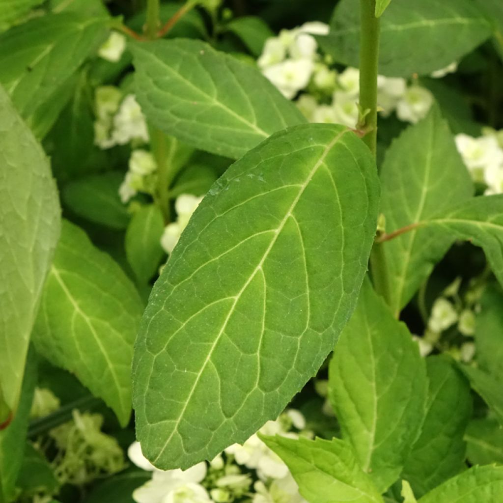 Safiirihortensia White on White