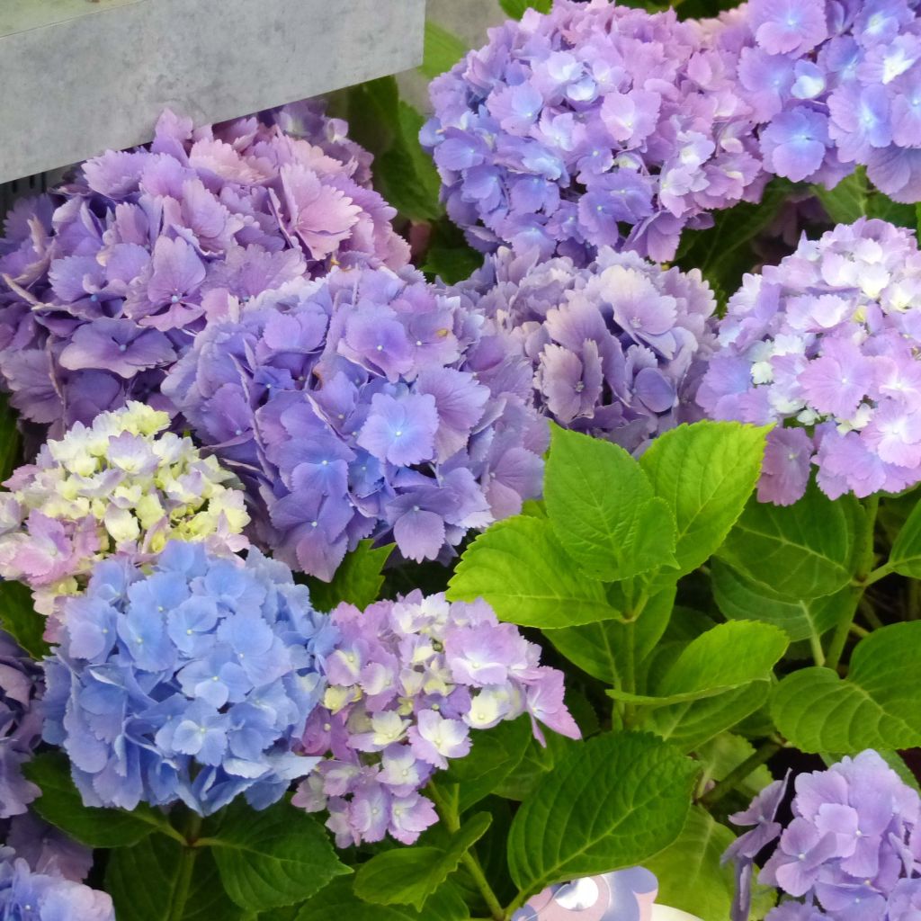 Jalohortensia L.A Dreamin