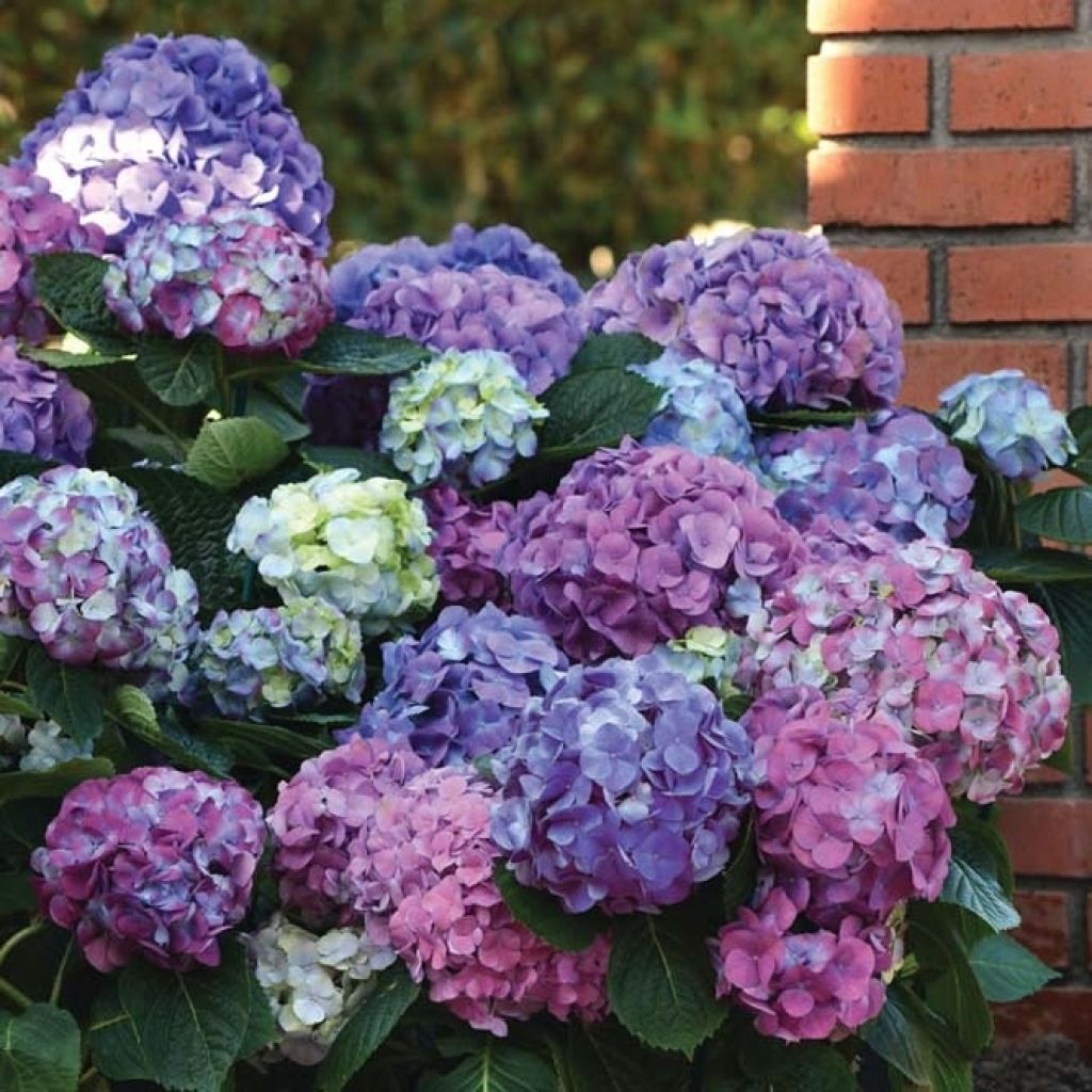 Jalohortensia L.A Dreamin