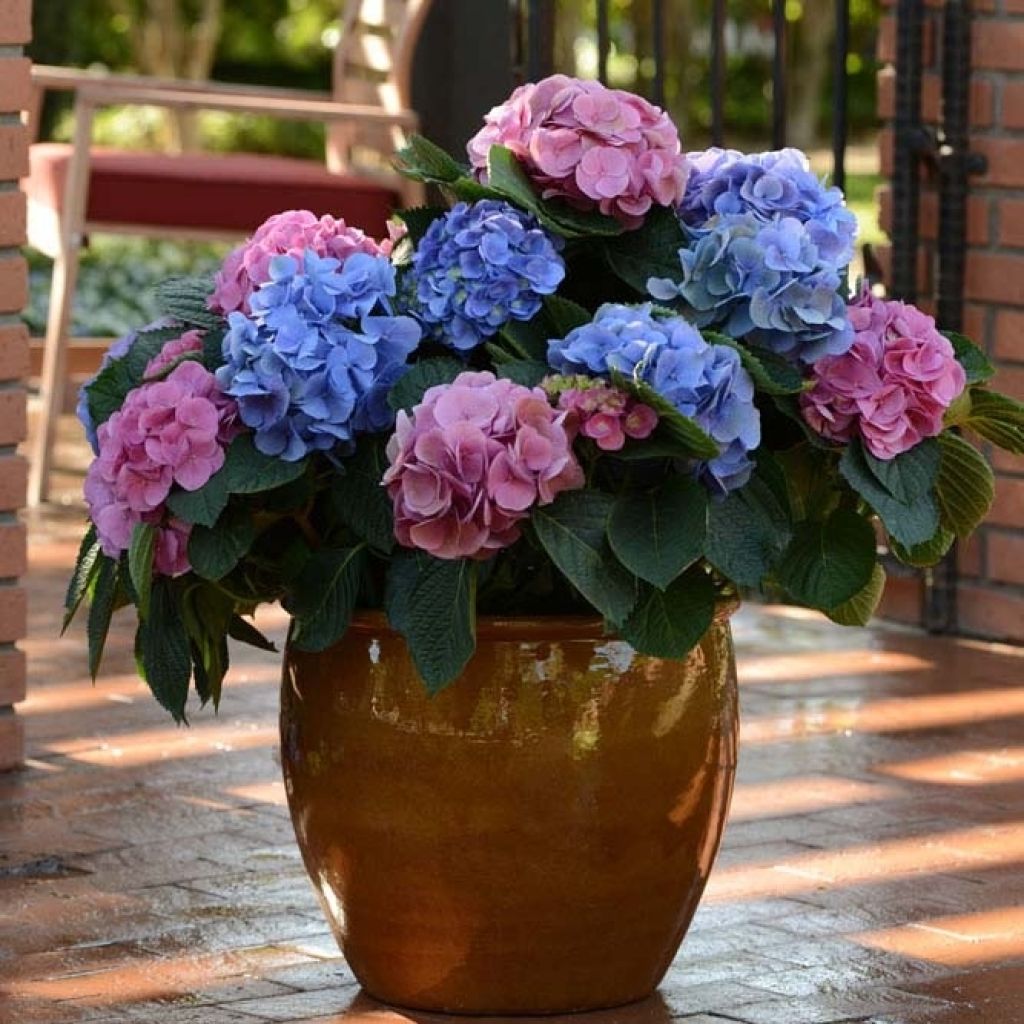 Jalohortensia L.A Dreamin