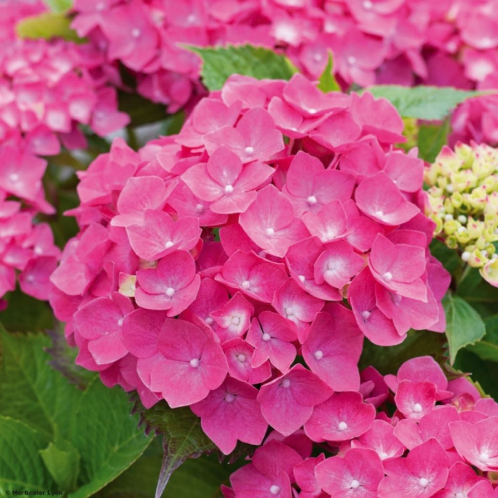 Jalohortensia Leuchtfeuer