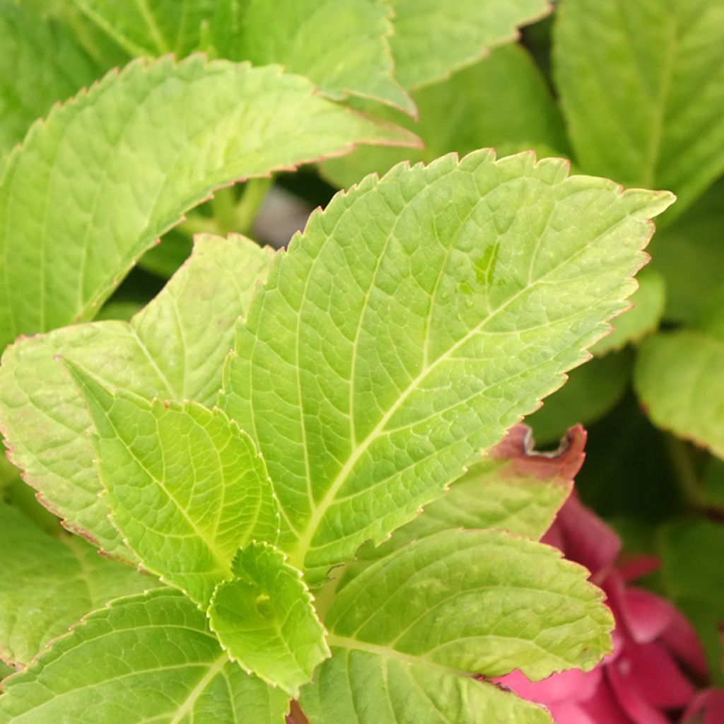 Jalohortensia Eughen Hahn