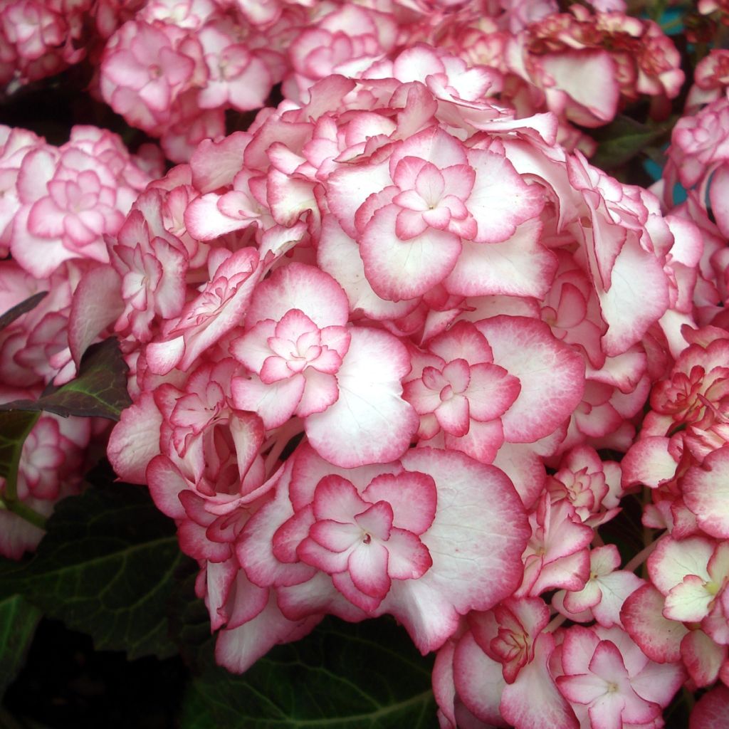 Jalohortensia Miss Saori