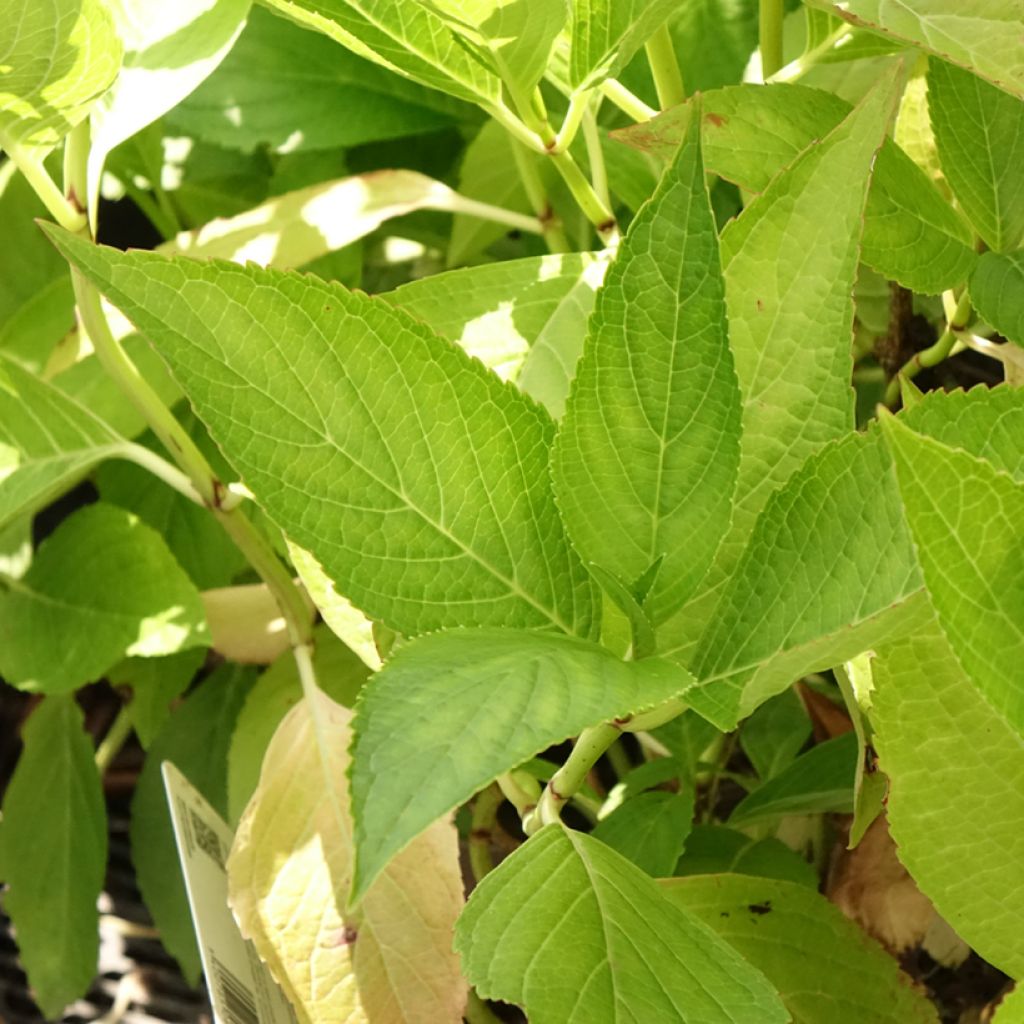 Jalohortensia White Wave