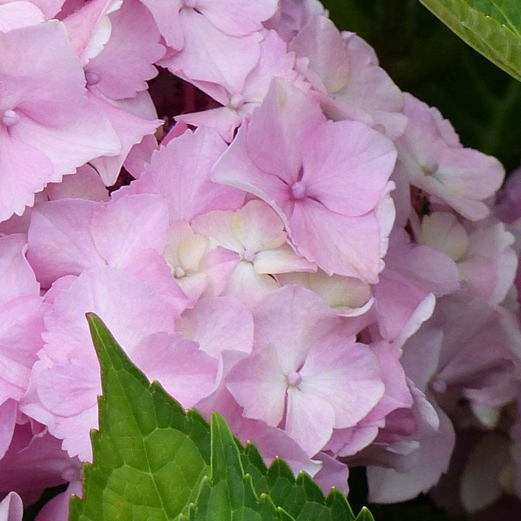 Jalohortensia Magical Harmony