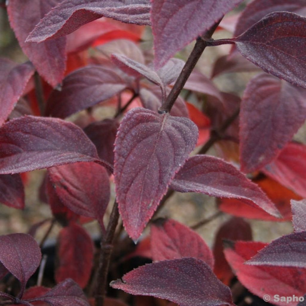 Syyshortensia Diamant Rouge