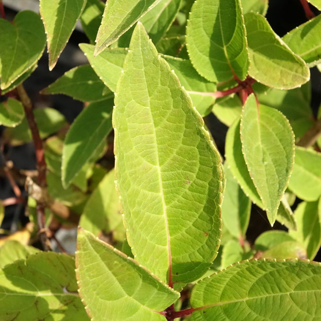 Syyshortensia Dharuma