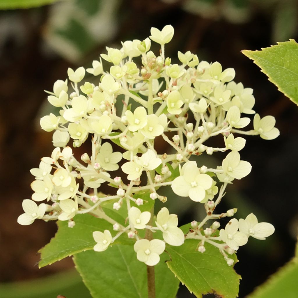 Syyshortensia Pandora
