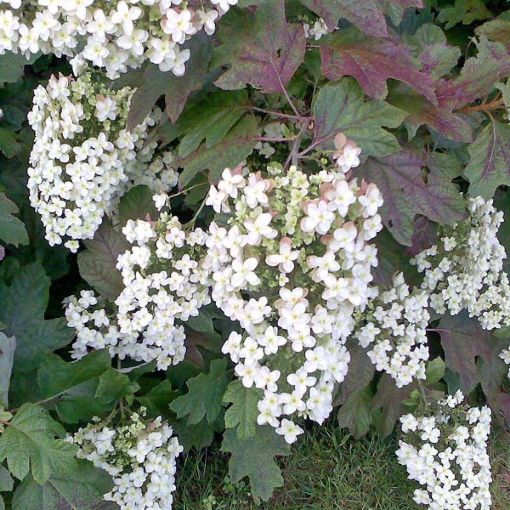 Tammihortensia Applause