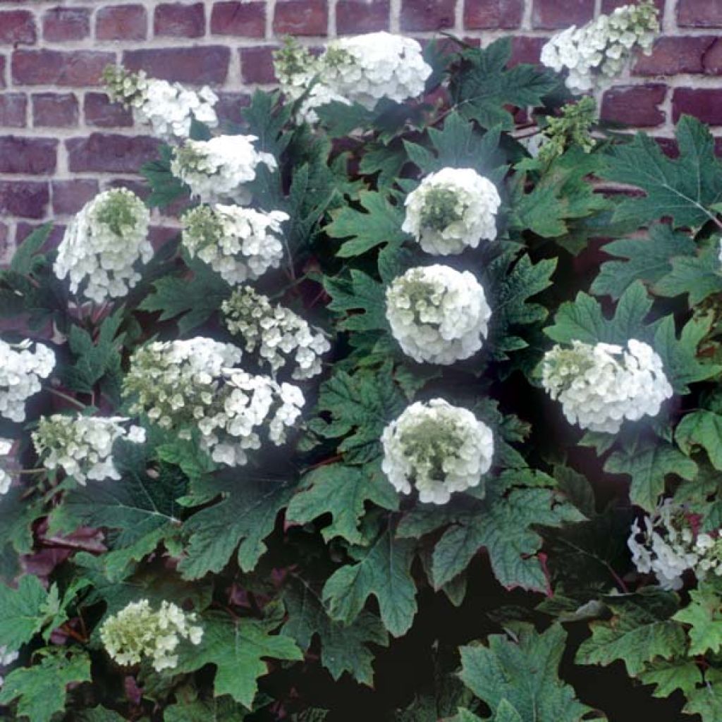 Tammihortensia Applause