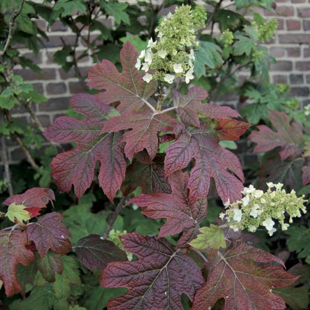 Tammihortensia Snowflake