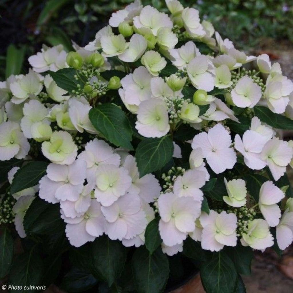 Jalohortensia Runaway Bride 'Snow
