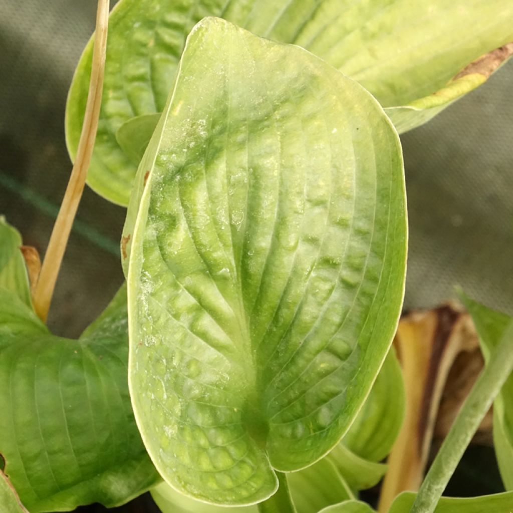 Sinikuunlilja Abiqua Drinking Gourd