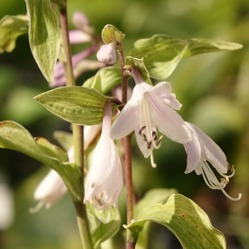 Komeakuunlilja Allegan Fog