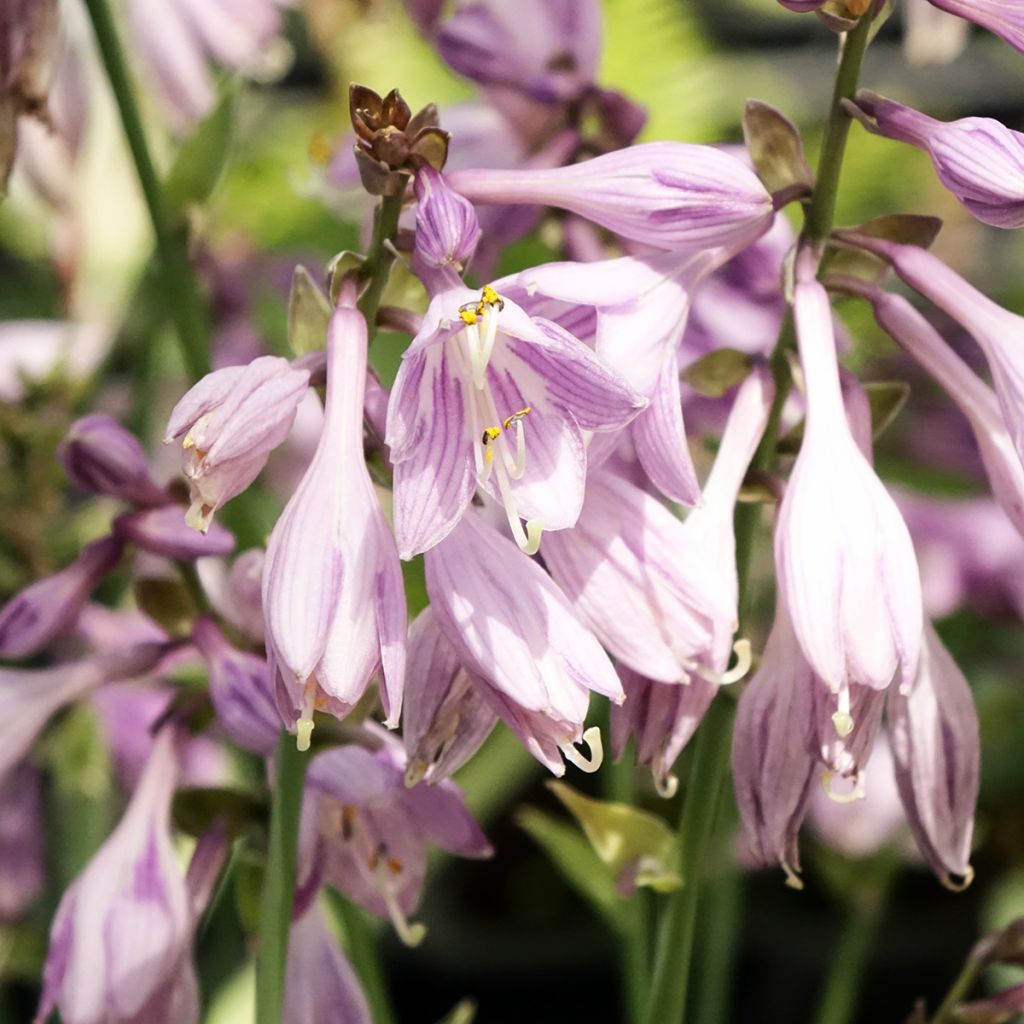 Kuunlilja Hosta Blue Cadet
