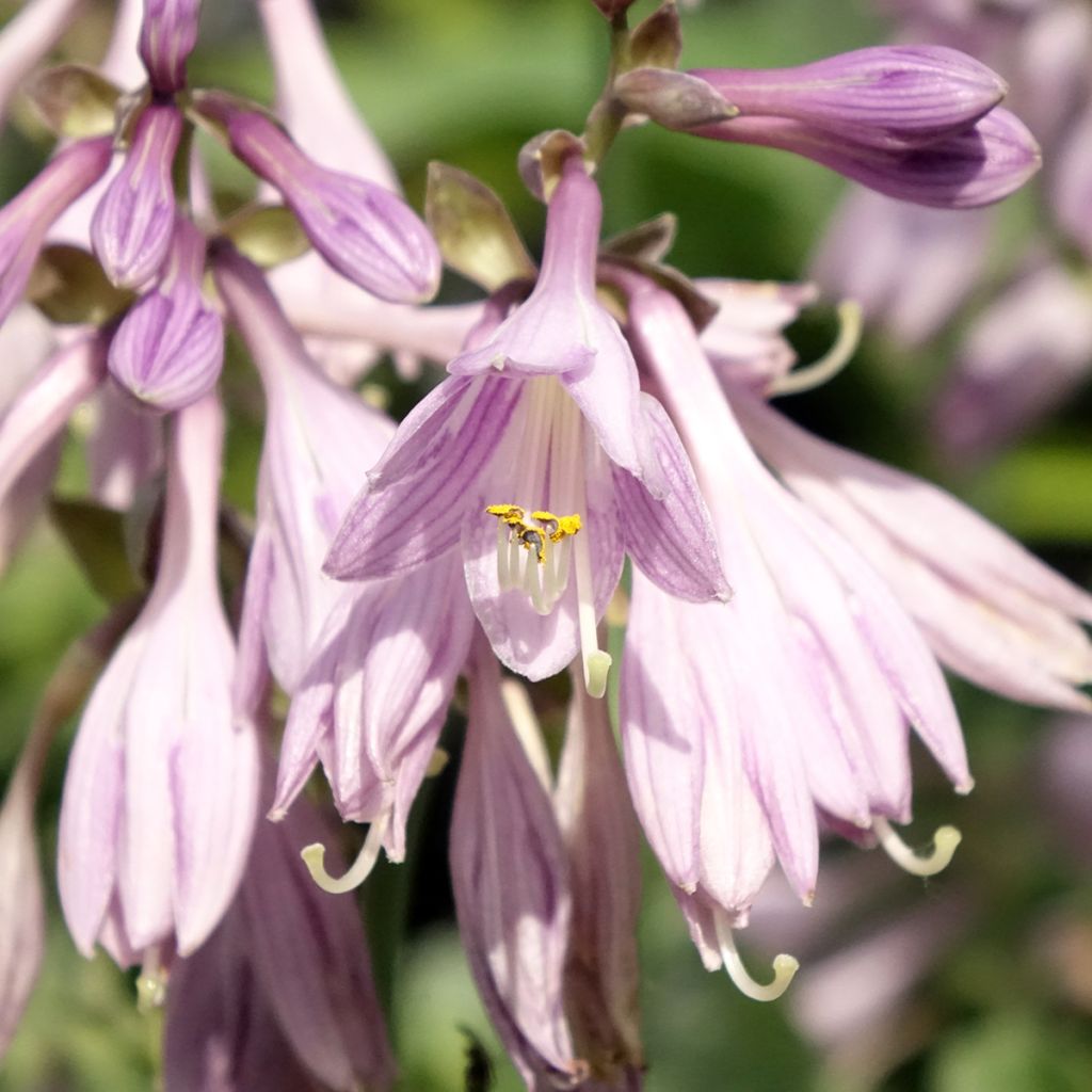 Kuunlilja Hosta Blue Cadet