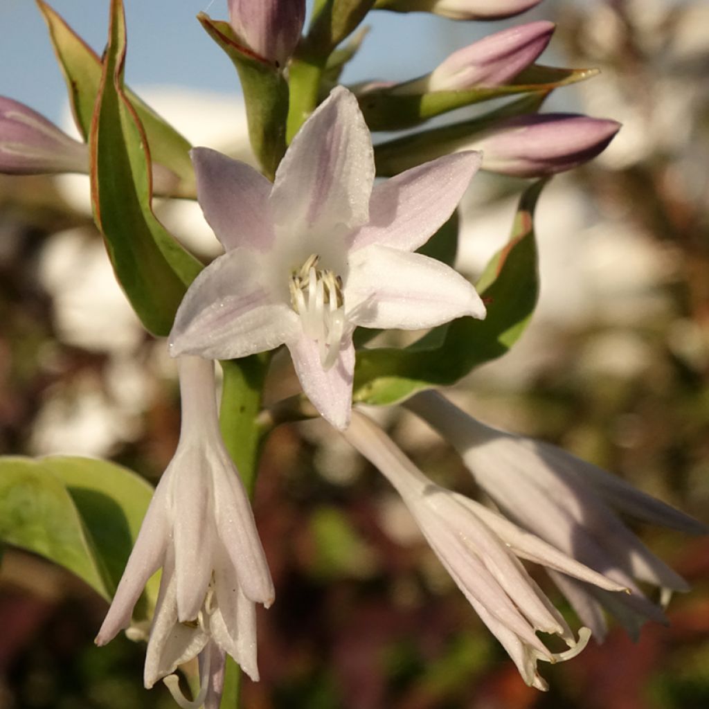 Kuunlilja Blue Flame
