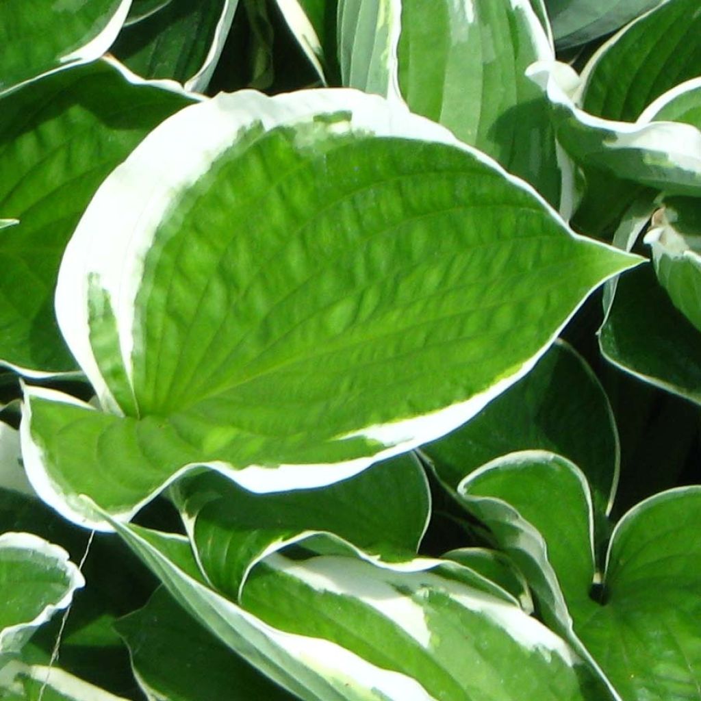 Komeakuunlilja Francee