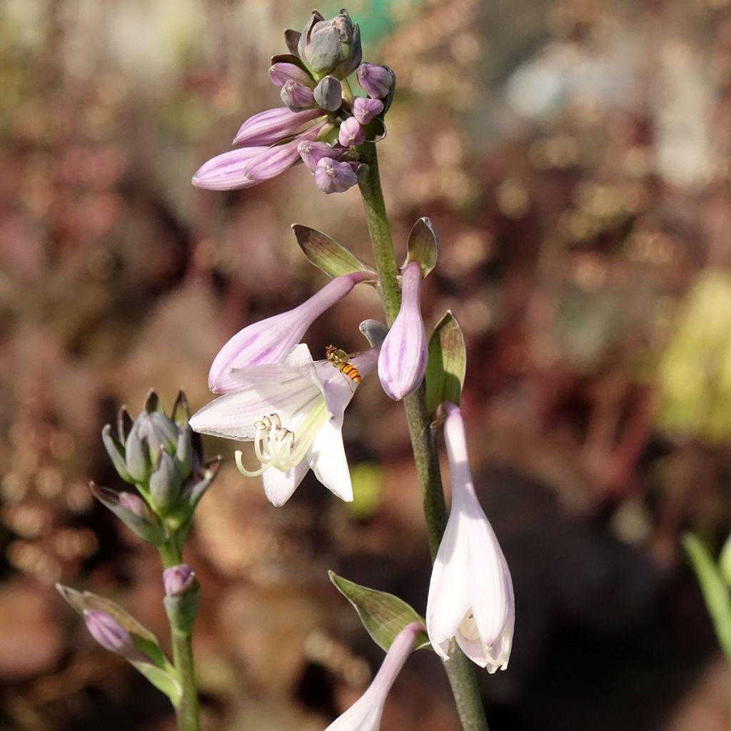 Komeakuunlilja hyacinthina