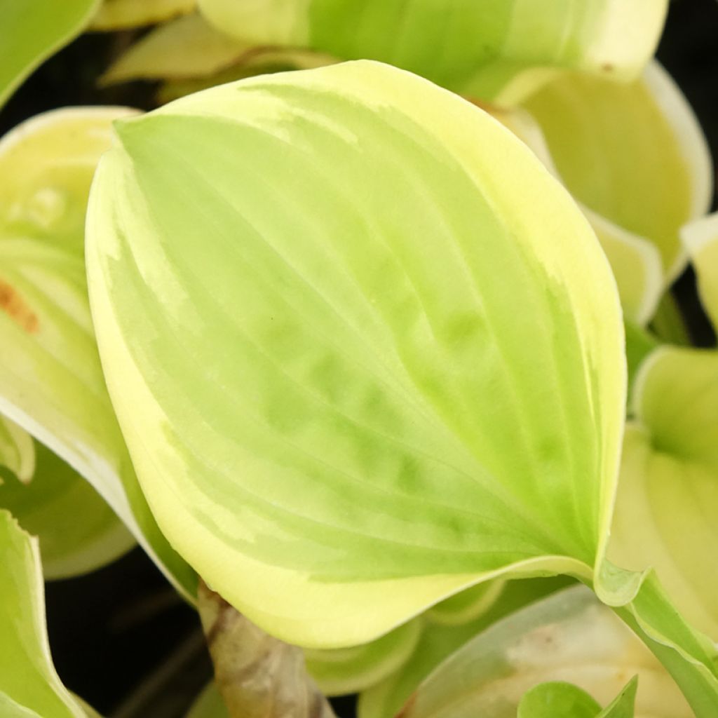 Kuunlilja Fragrant Bouquet