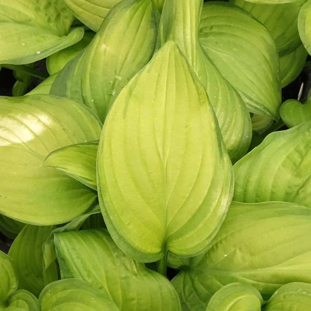 Kuunlilja Guacamole