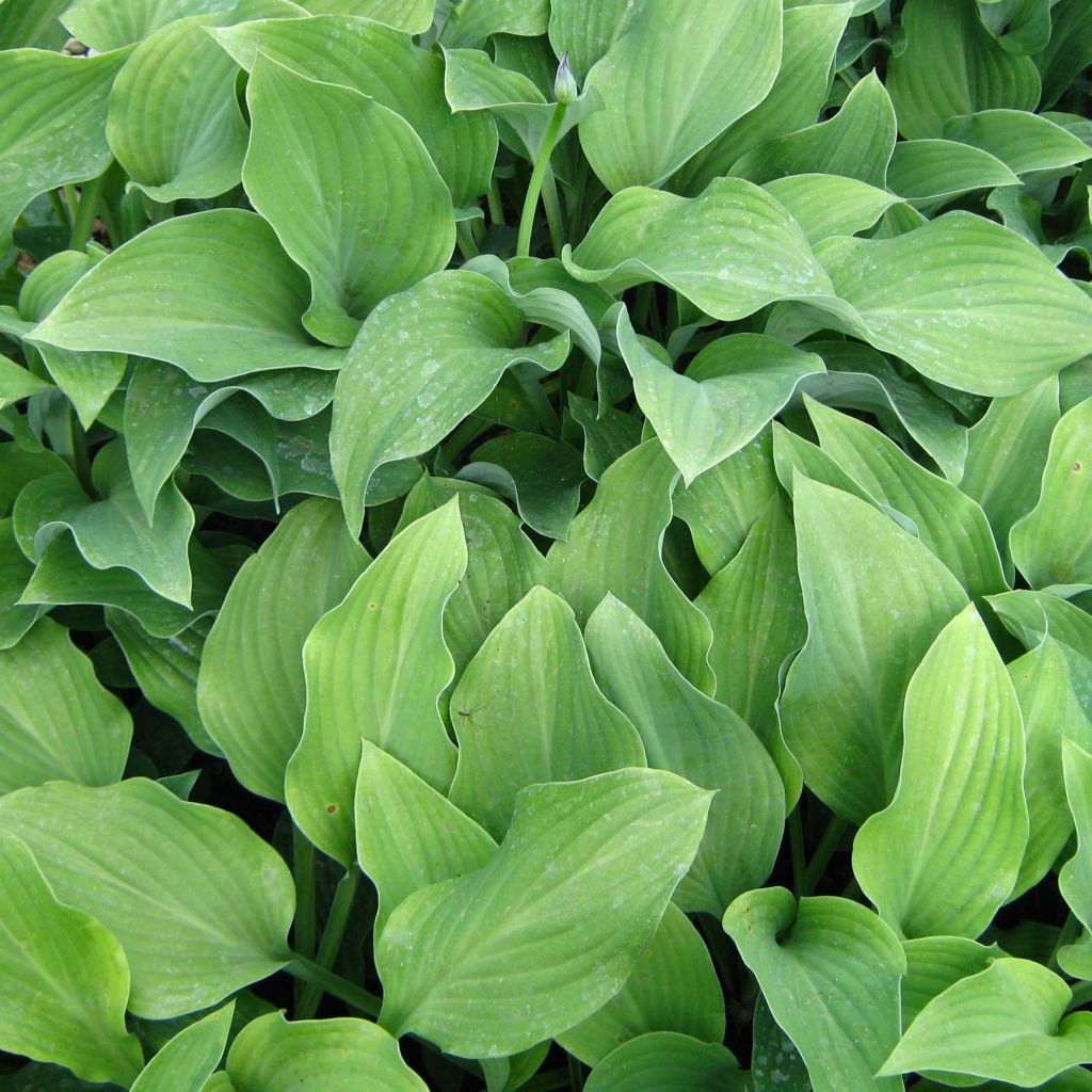Kuunlilja Krossa Regal