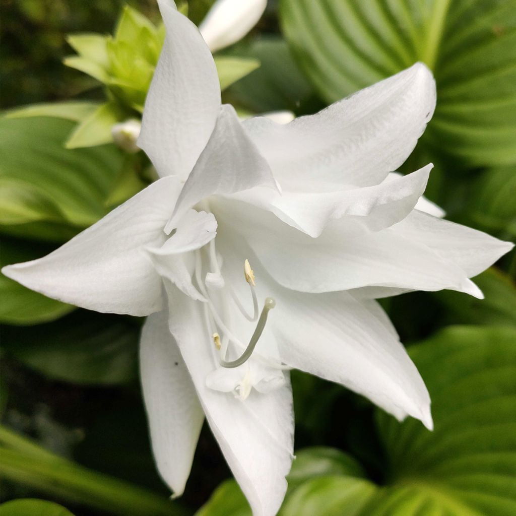 Tuoksukuunlilja Venus