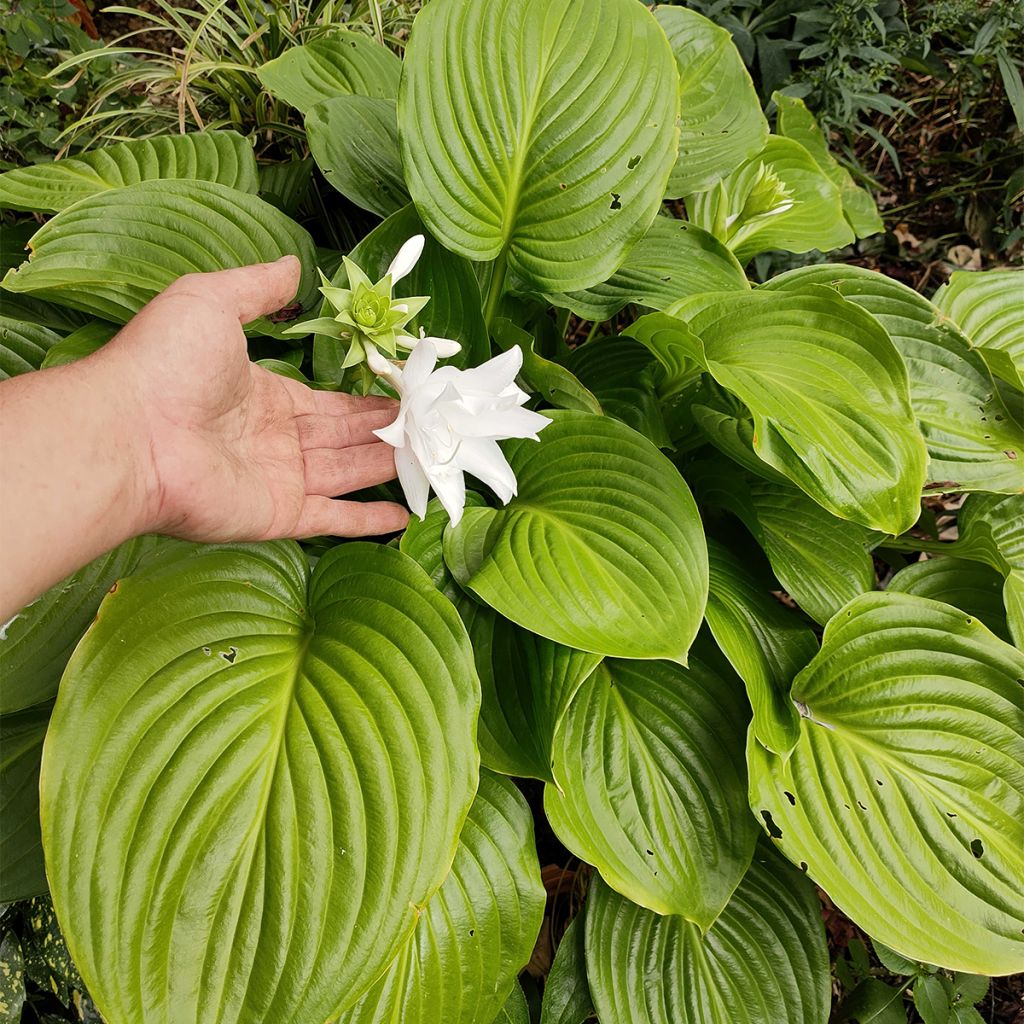 Tuoksukuunlilja Venus
