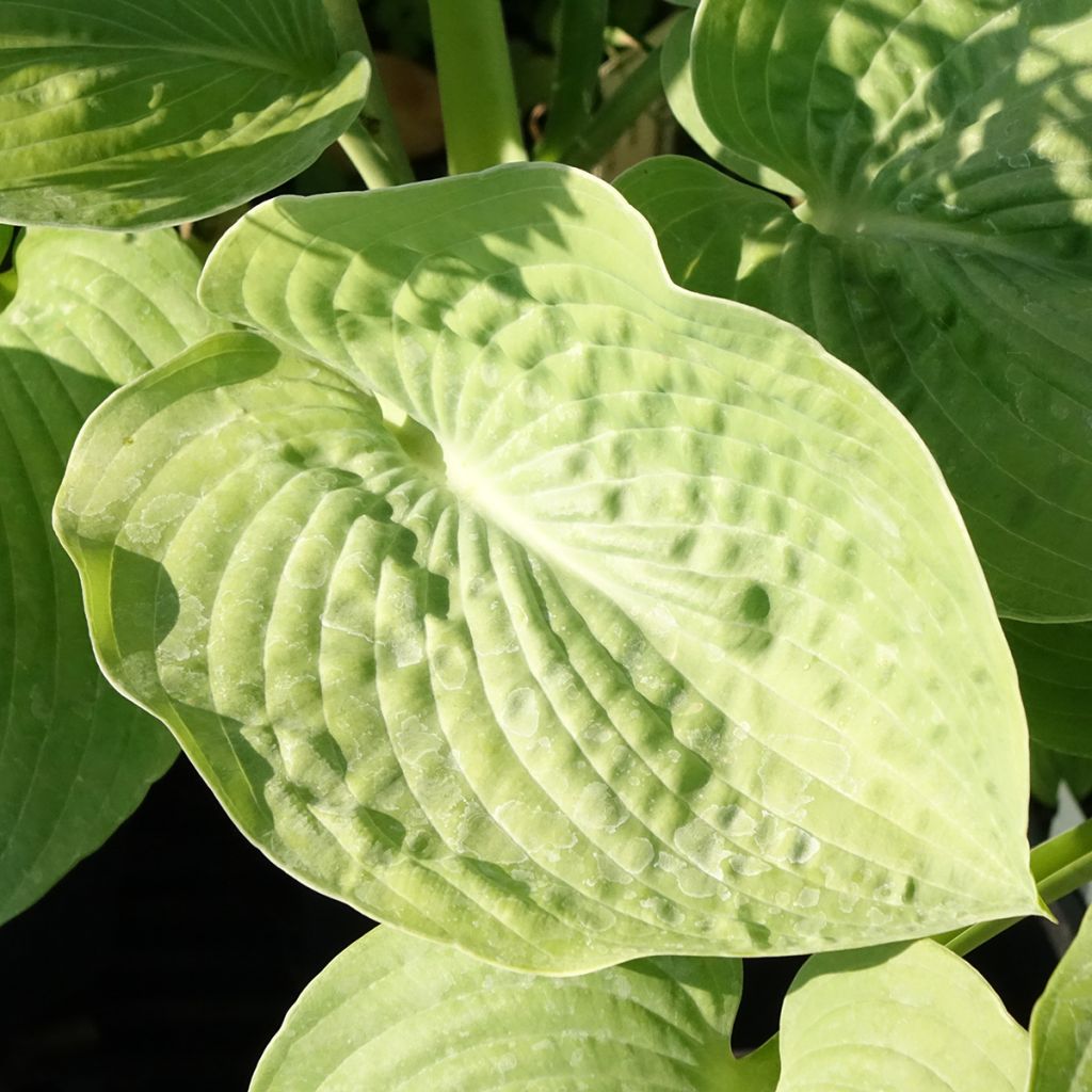 Sinikuunlilja - Hosta sieboldiana