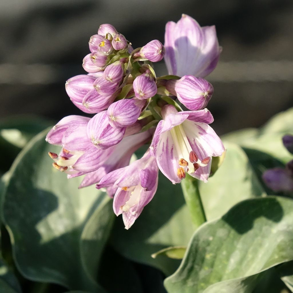 Kuunlilja ventricosa