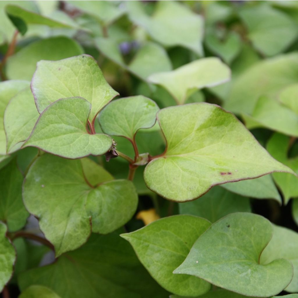 Viherkameleonttilehti - Houttuynia cordata