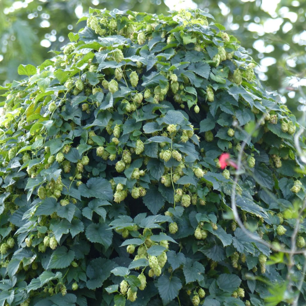 Humala - Humulus lupulus