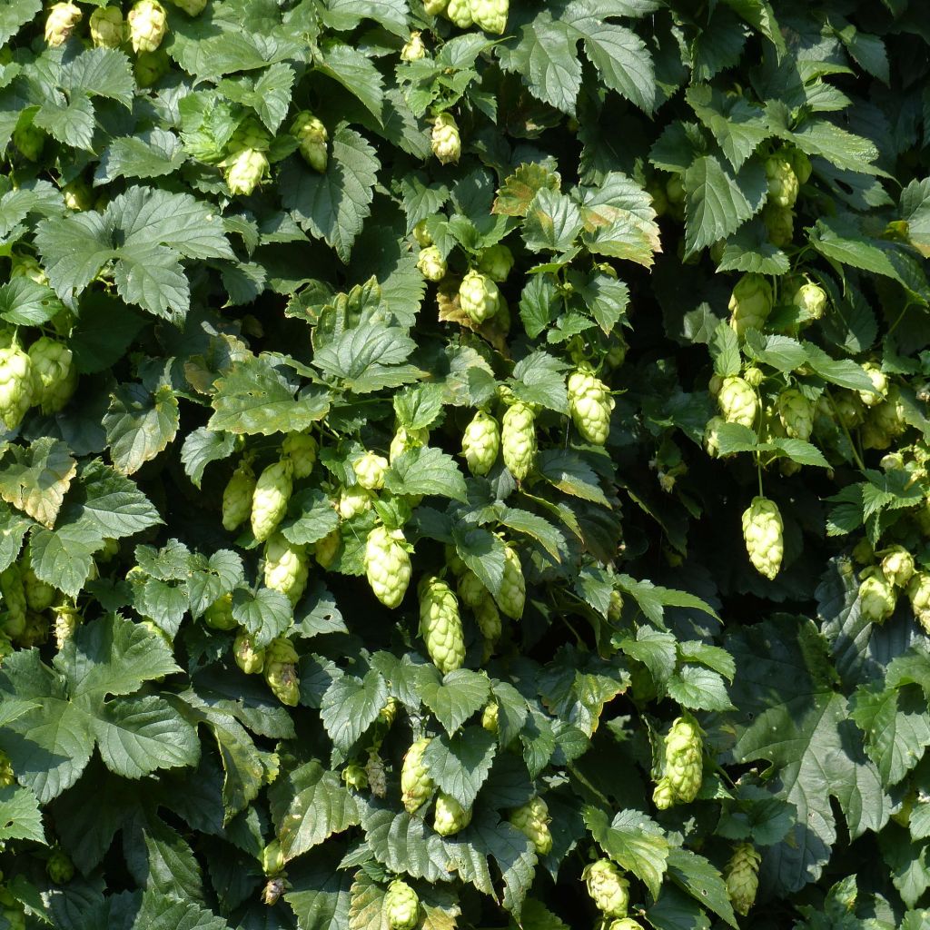 Humala - Humulus lupulus