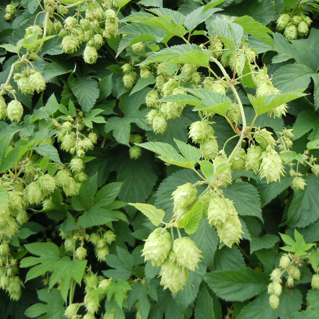 Humala - Humulus lupulus