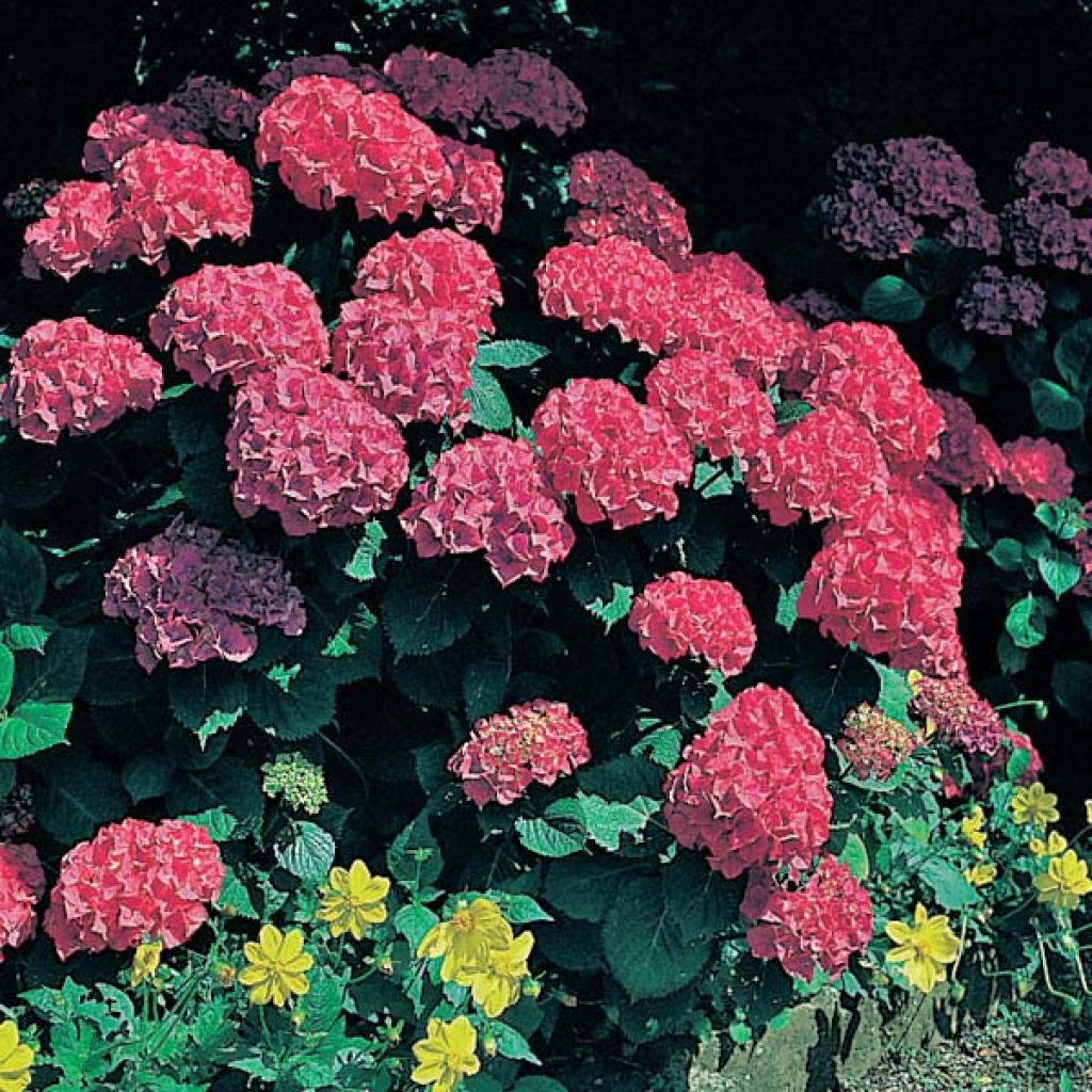 Jalohortensia Glowing Amber