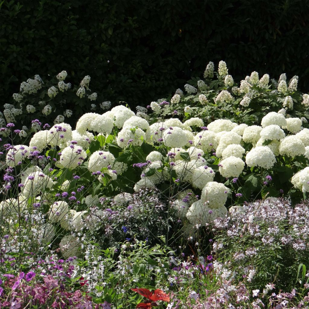 Pallohortensia Annabelle