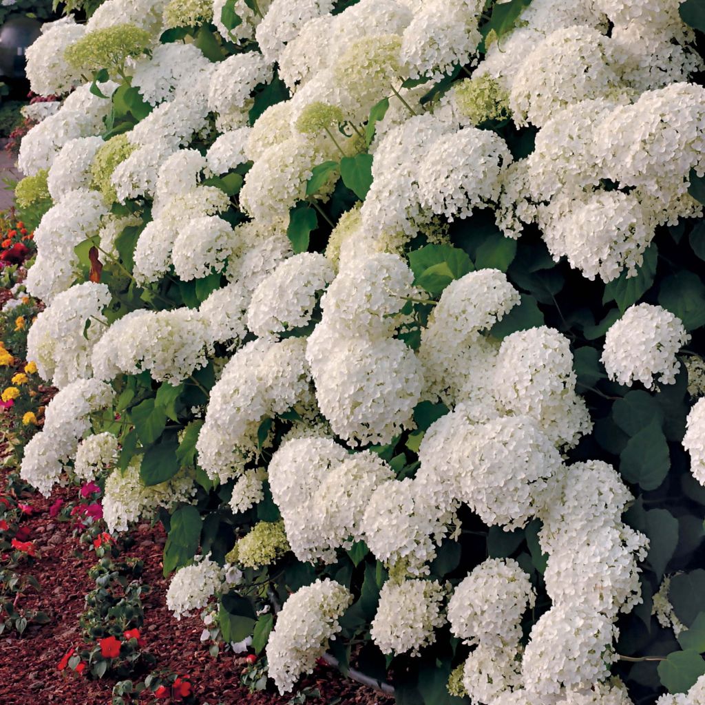 Pallohortensia Annabelle