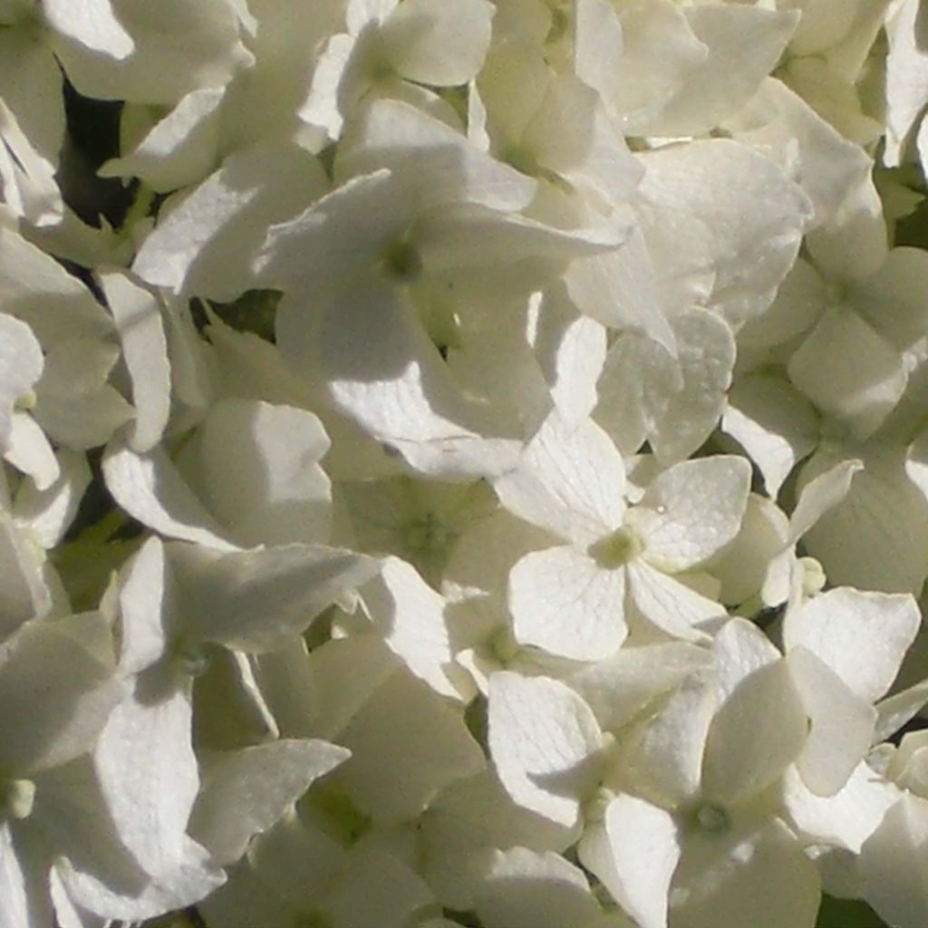 Pallohortensia Annabelle