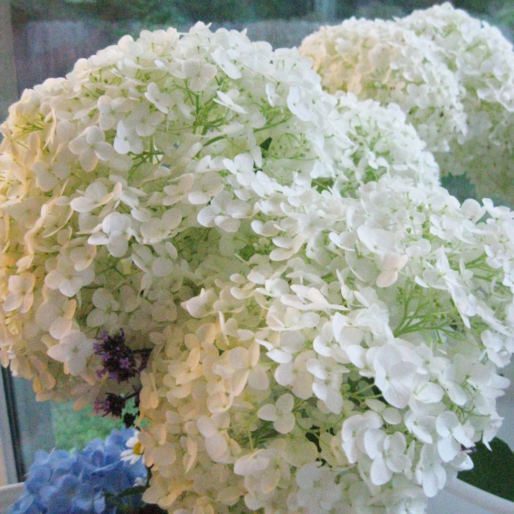 Pallohortensia Annabelle