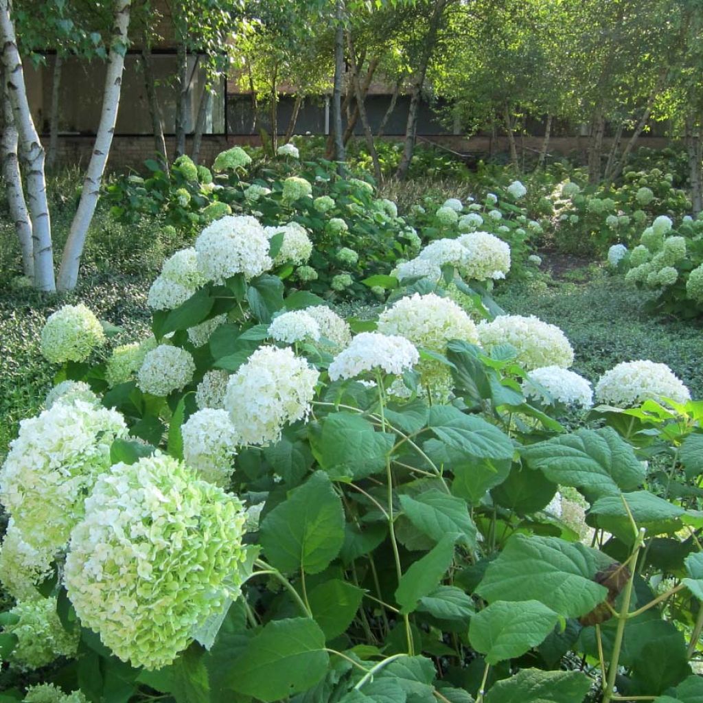 Pallohortensia Annabelle