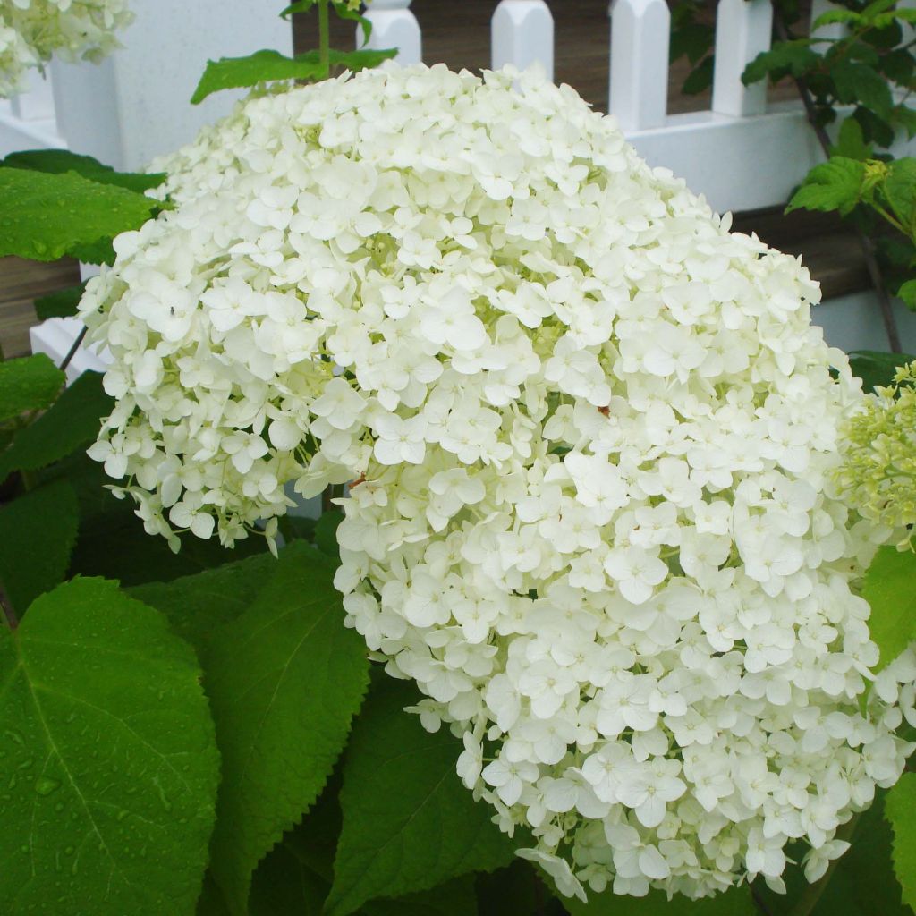 Pallohortensia Annabelle
