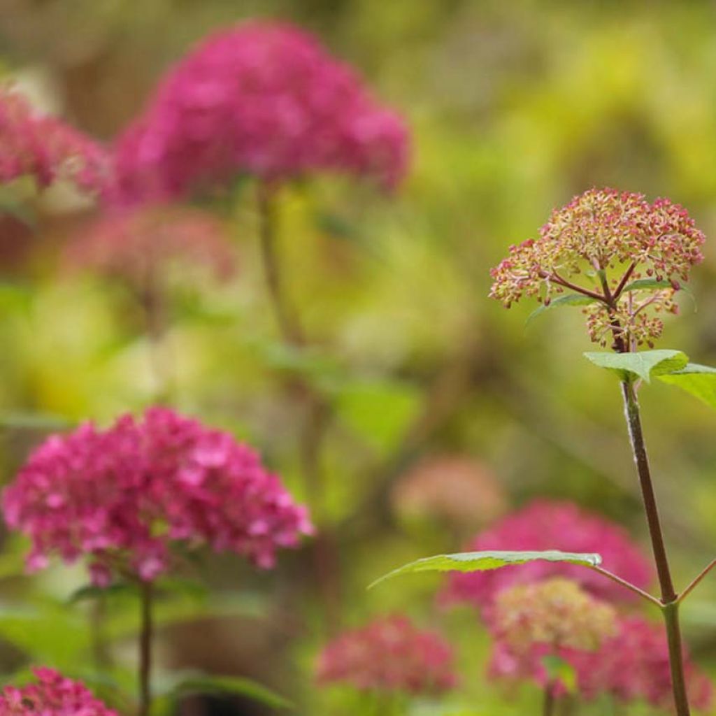 Pallohortensia Bella Anna