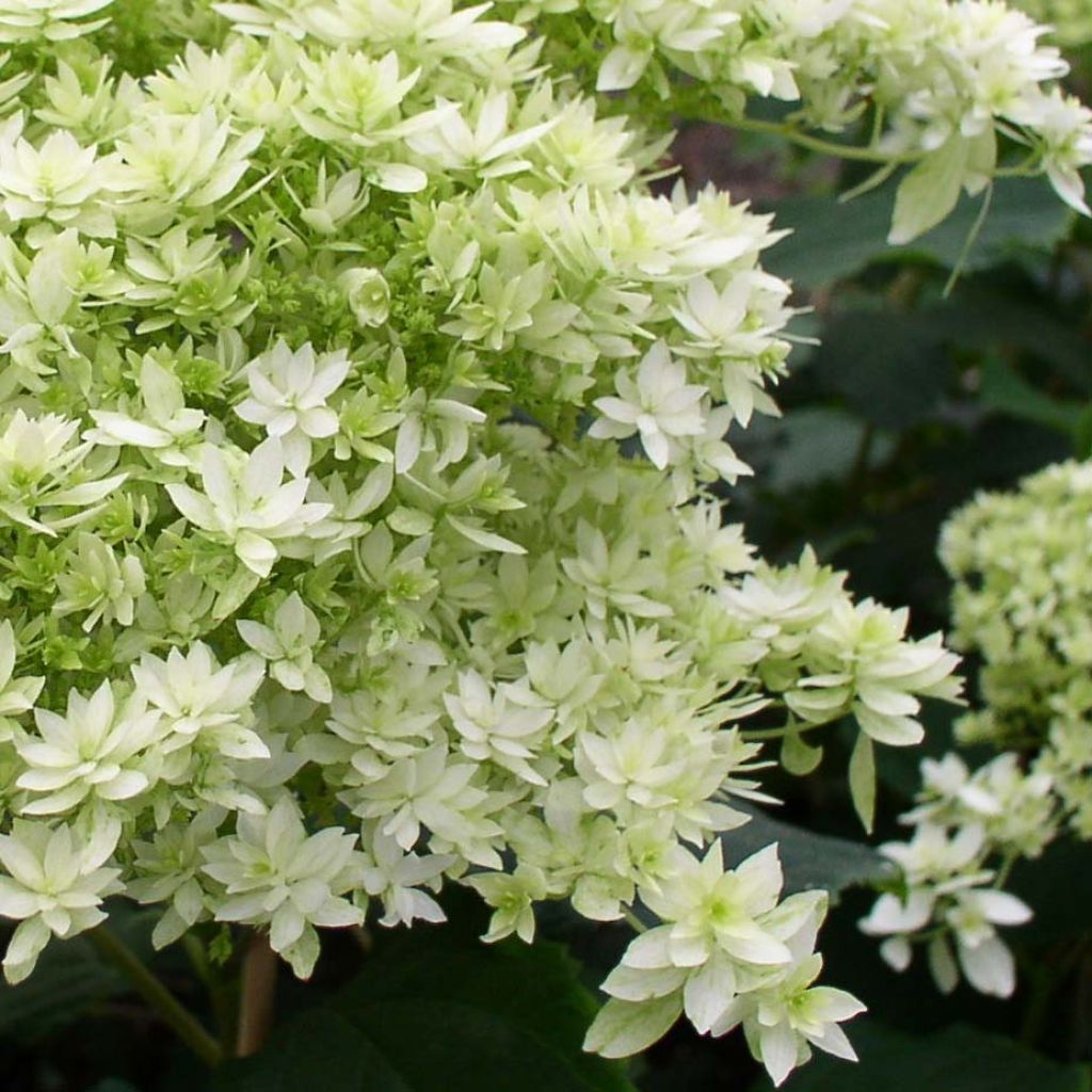 Pallohortensia Hayes Starbust