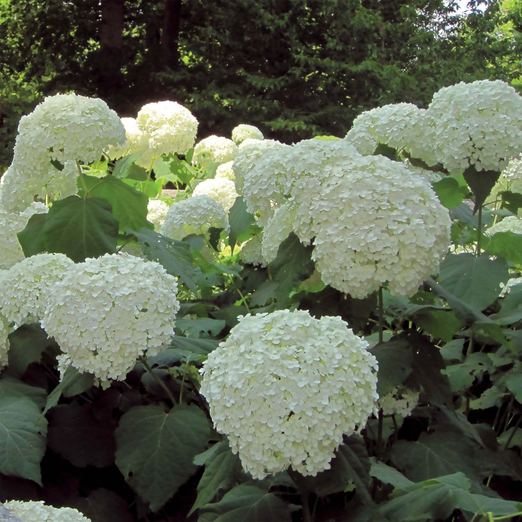 Pallohortensia Strong Annabelle