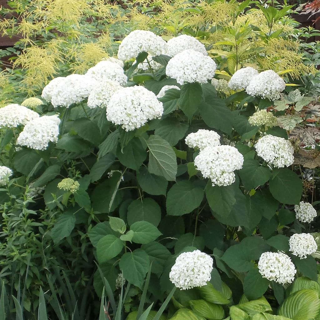 Pallohortensia Strong Annabelle