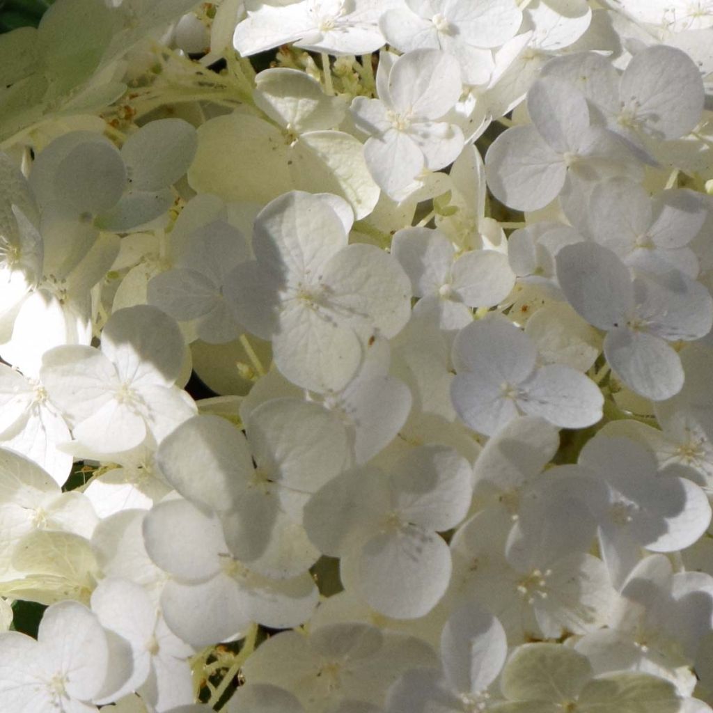 Pallohortensia Strong Annabelle