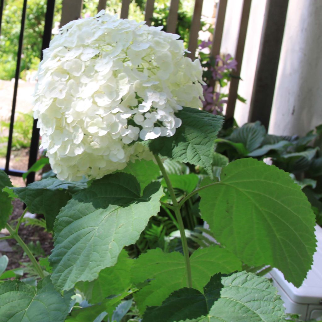 Pallohortensia Strong Annabelle